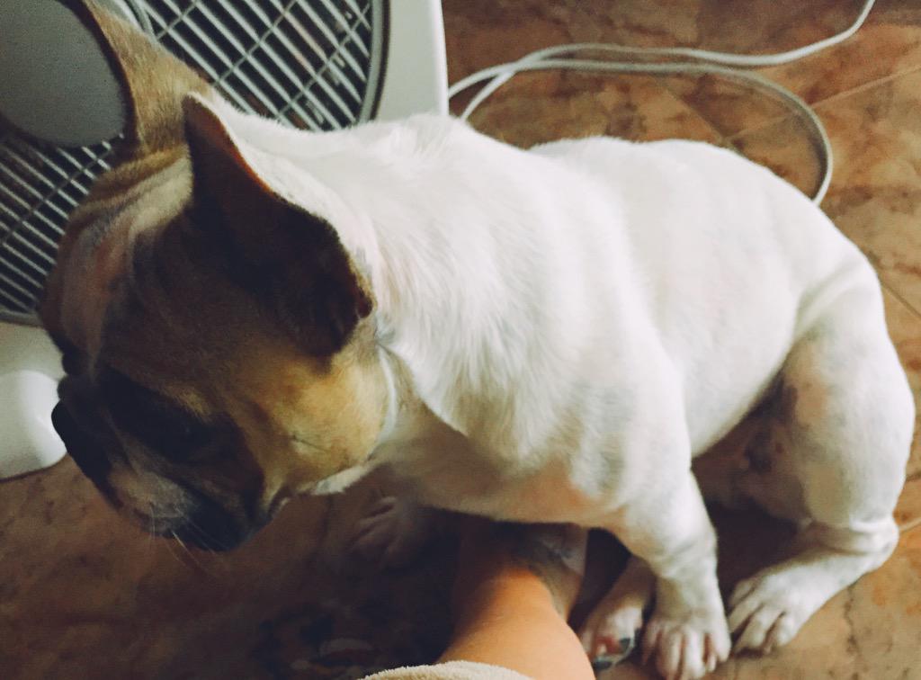 Rosa171095's tweet photo. No habrá dos iguales.. 🐩😍 http://t.co/S8kQ2uBX11