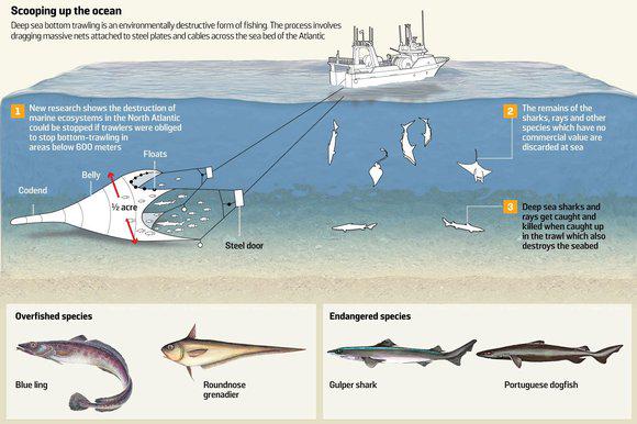 Deep trawlers ‘killing off’ rare species thetim.es/1JYOUPg @thesundaytimes #overfishing
