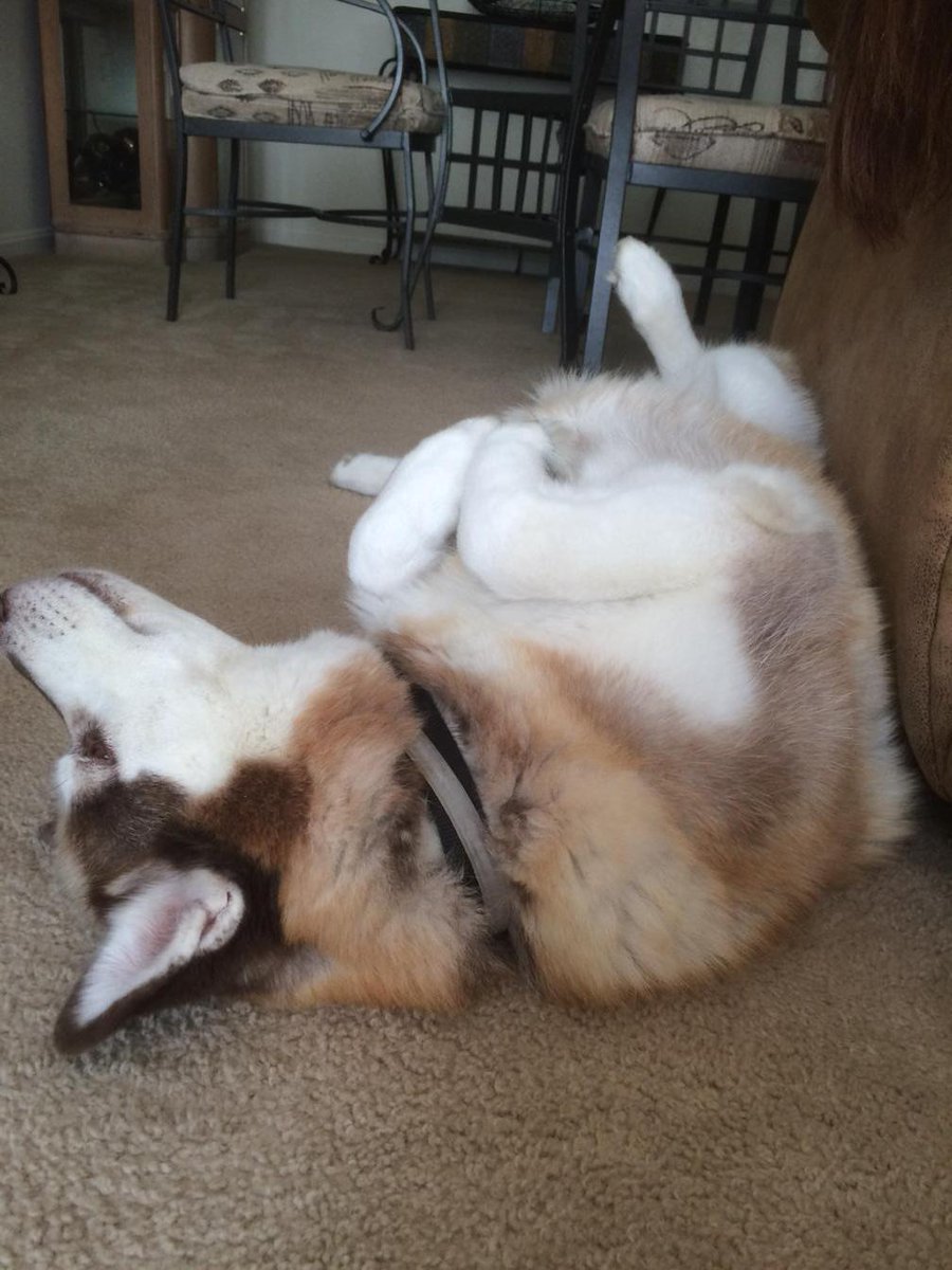 jaywick13's tweet image. Sometimes she just need to lay upside down