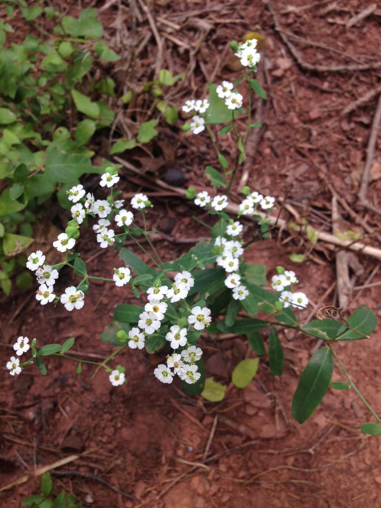 starfocus's tweet image. This petite flower? Called flowering spurge. #naturenames #stupidcommonnames cc: @d_tinker
