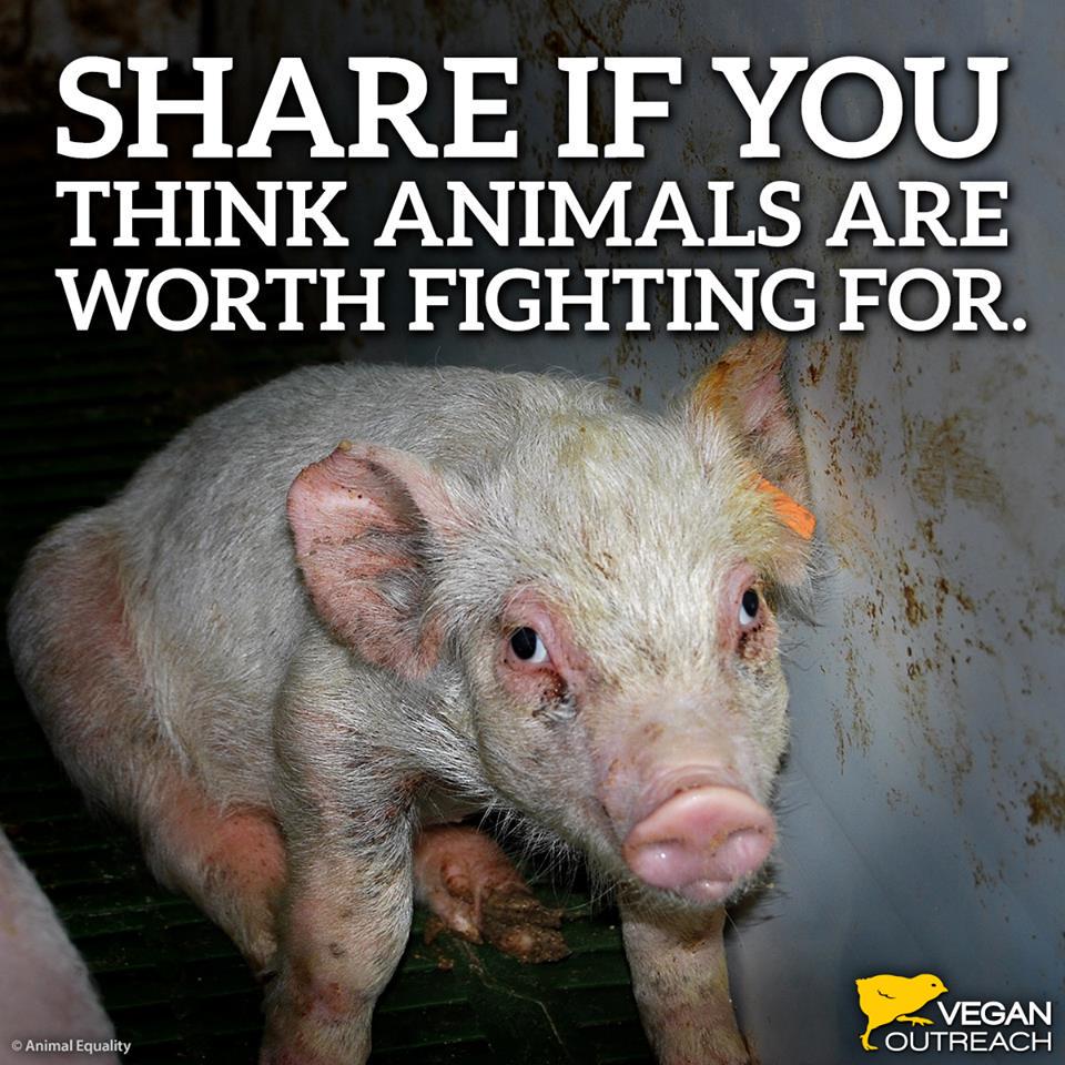 veganoutreach tweet picture