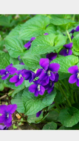 wbhillary's tweet photo. Forgiveness is the fragrance that violets shed on the heels that have crushed them. #MarkTwain #spirit #sunday http://t.co/Ik502hJM9q