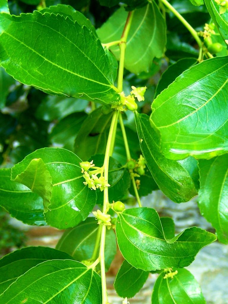 花 على تويتر 9月7日の花 ナツメ 花言葉 健康 一日食三棗 終生不顕老 一日3個のナツメを食べれば老いない 効能 滋養強壮 老化防止 美肌効果 鎮静作用 鎮静作用 利尿作用 胃腸の働き促進 中国では3 000年以上も前から珍重されていた Http T Co 花 على تويتر 9月7日の花 ナツメ 花言葉 健康 一日食三棗 終生不顕老 一日3個のナツメを食べれば老いない 効能 滋養強壮 老化防止 美肌効果 鎮静作用 鎮静作用 利尿作用 胃腸の働き促進 中国では3 000年以上も前から珍重されていた Http T Co