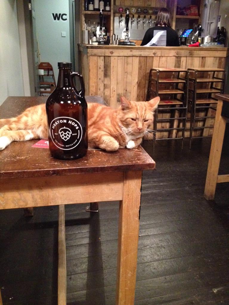 HeatonHops's tweet photo. First in Last Out do you think this Cat has a drink Problem??? #HopsCat http://t.co/7MILm0YUmC