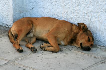 der_hundeblog's tweet photo. Hommage an die #Tierschutzhunde! 
#Hunde #Tierschutz
http://t.co/GRYTUzgd1T http://t.co/UCf9zCB6Jy