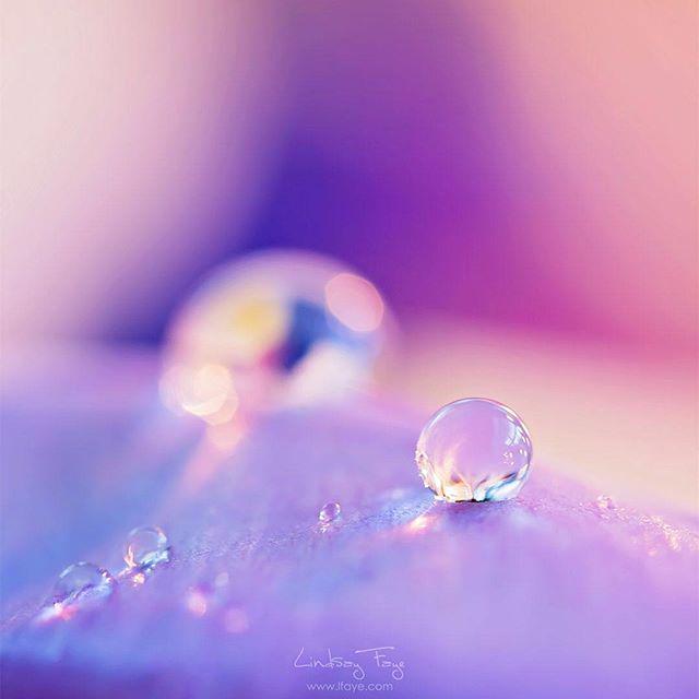 LFayePhoto's tweet photo. Have a happy &amp; restful Sunday friends :) #purple #Sunday #sundaymorning  #macro #macrophot… http://t.co/zeeQulpkSt http://t.co/ohRQ4tpDig