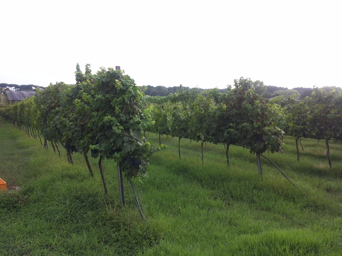 LuciaBigozzi's tweet photo. Il mare tra i Pampini http://t.co/dAr3KveUDb @cortonawine @news_donatella @Valdorcialife @Orciadoc @TrasimenoLake http://t.co/zm5eq3J4li