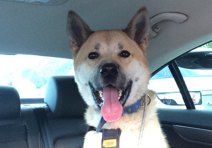 Greenleaf Animal Rescue tweet media