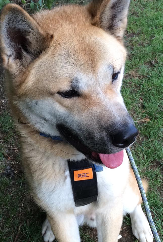 Greenleaf Animal Rescue tweet media