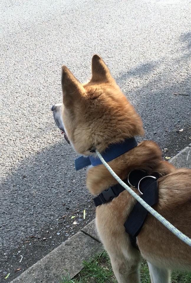 Greenleaf Animal Rescue tweet media