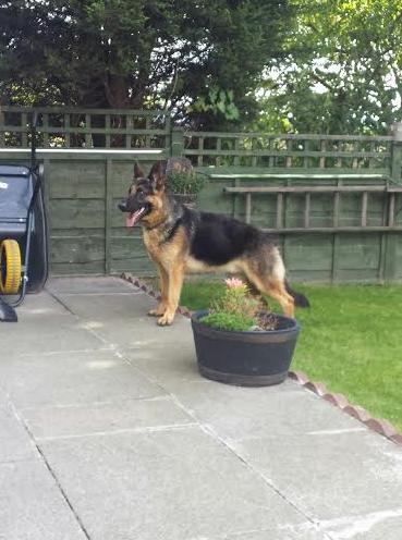 Greenleaf Animal Rescue tweet media