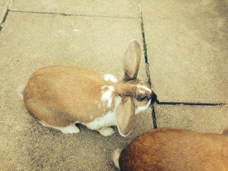 Greenleaf Animal Rescue tweet media