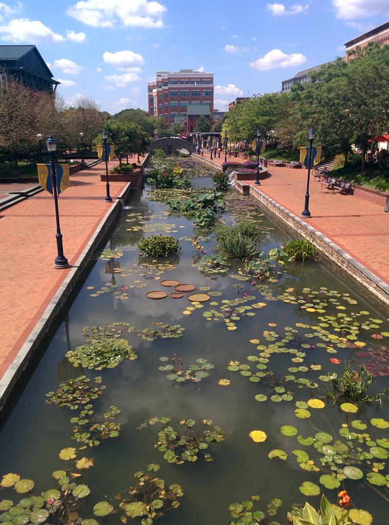 Dynamicfille's tweet image. How do you get rid of algae? Plant water plants! #colorthecreek #frederick #naturalremedies