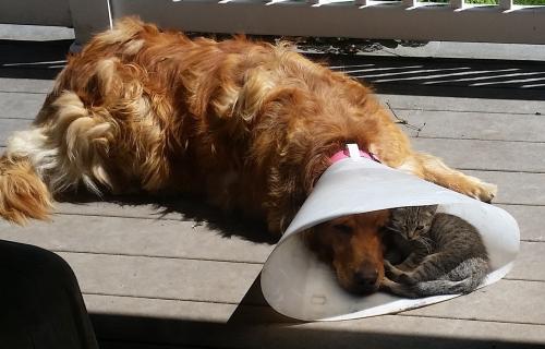 Nice to have a buddy when you're down &amp; out.
ziboff.com/story/3494/nic…
#ziboff #zib #animalcollection