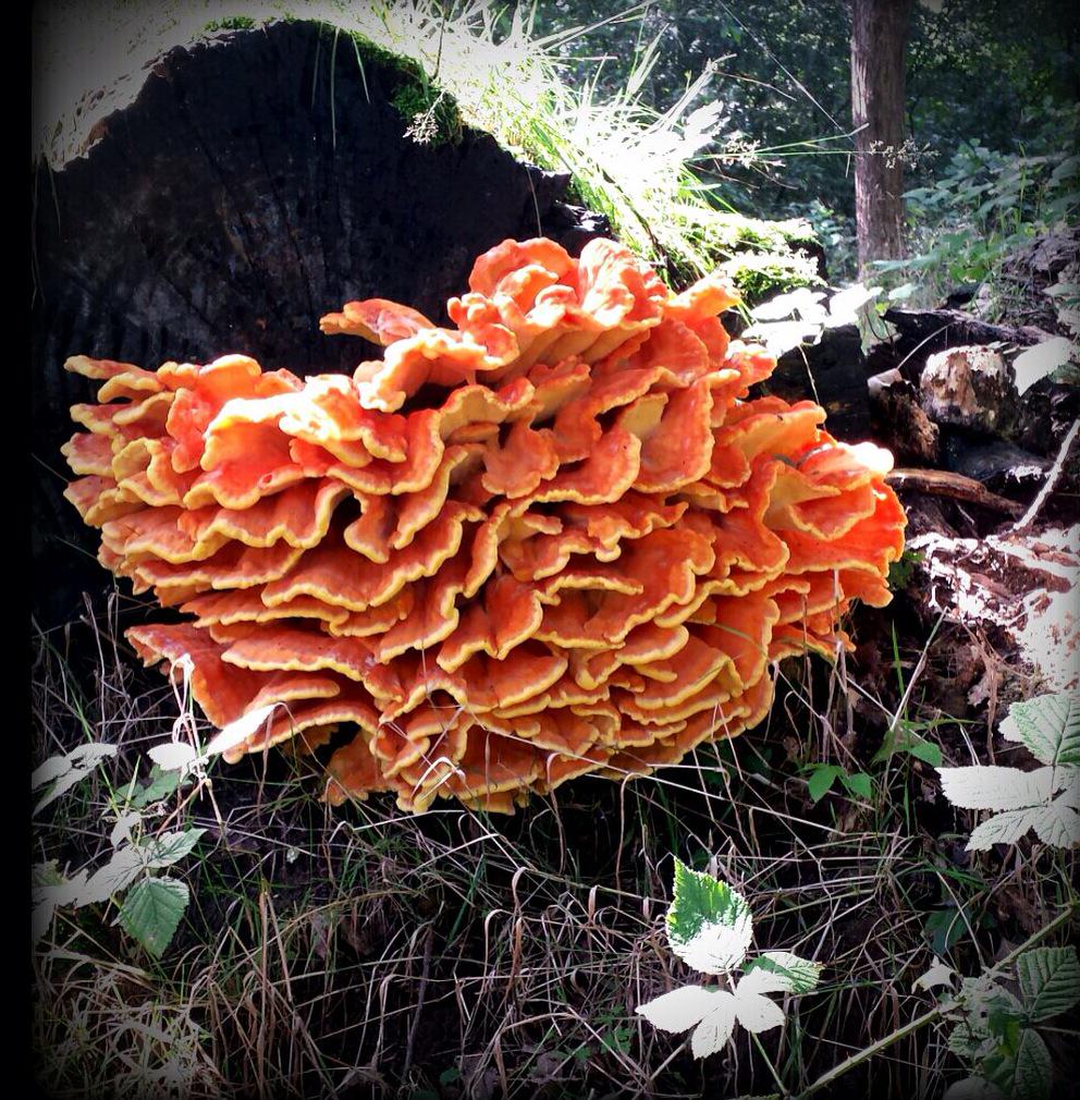 inde8erhoek's tweet photo. Erg mooie foto van een Zwam/ paddestoel. Gemaakt in #Doetinchem http://t.co/PQP0O56Nl3 #Achterhoek @waarneming #Zwam http://t.co/QSqxGvr9Zf