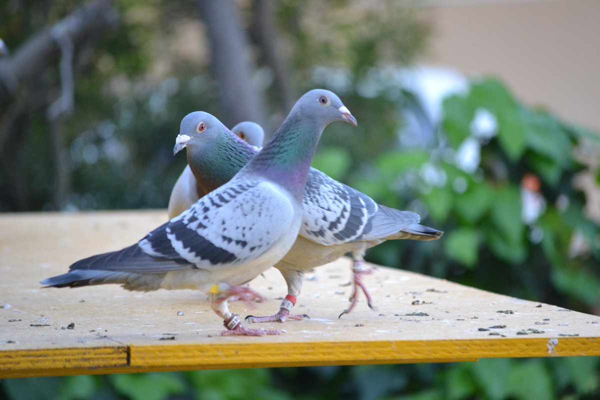 PigeonInFlight's tweet photo. Pictures of the racing pigeons of Ian Adriaanse on our facebook page: https://t.co/HZhYaqqMa8 http://t.co/GF8ADNLZfu