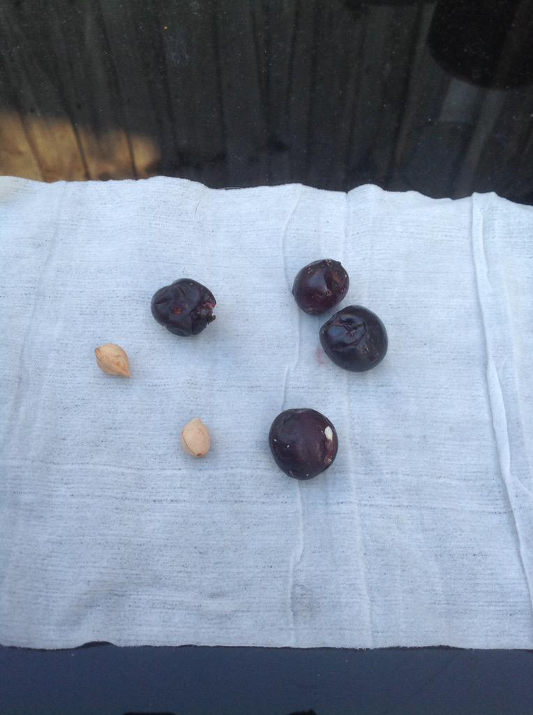 Daisy_BorderT's tweet photo. I oz very poorly cos I ate these bad boys. Beware privet berries #dangeroustodogs #emergencyvets http://t.co/sudUEneF4E