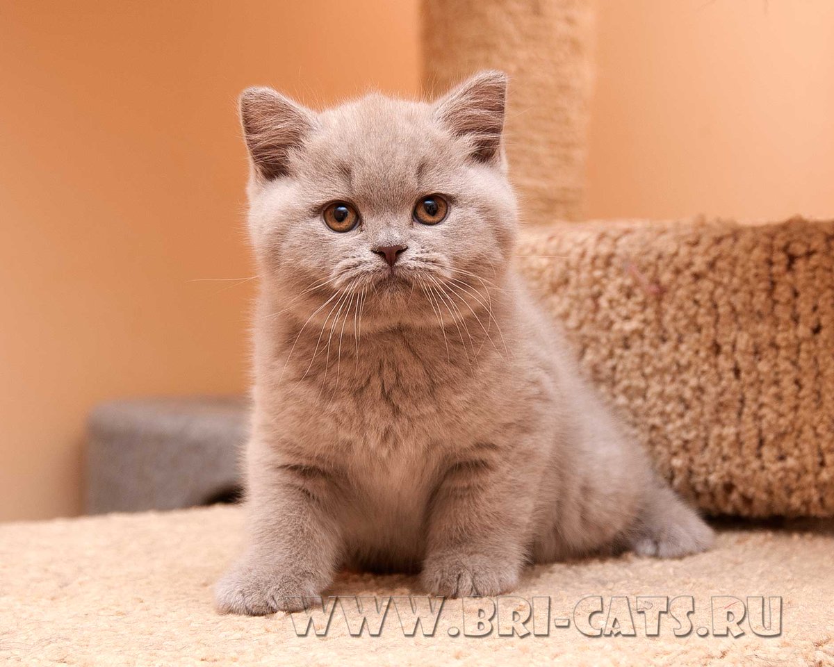 brikoshka's tweet photo. Наша Луша остается с нами http://t.co/KZJsUcFJmL  #британскаякошка #люблюнимагу #хочукотенка #котэ #моякошка #плюшка http://t.co/hqDetKk94D