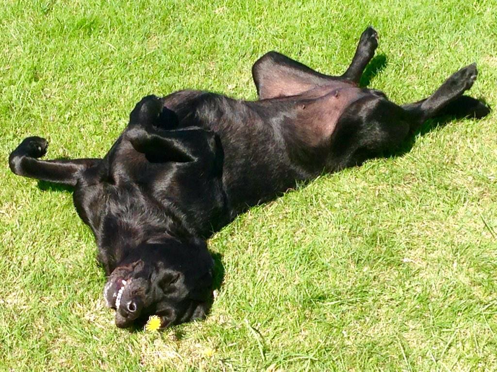 paulinedaniels's tweet image. Lazing on a Sunny Sunday Afternoon !! #dogsoftwitter #dogs  #dogsofjoy #labradors #sunbathing... @charlesevansart Xx