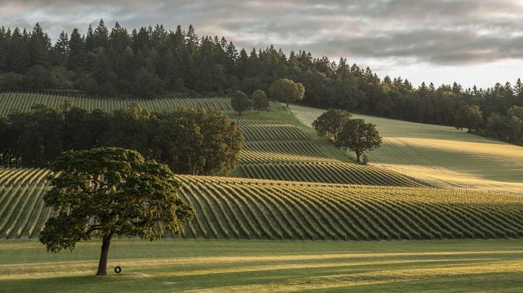 Dayton, Ohio loves Oregon wine! ow.ly/RR7Pq <a href="/Stollerwine/">Stoller Family Estate</a> <a href="/raptoridge/">Raptor Ridge Winery</a> <a href="/ArgyleWinery/">Argyle Winery</a>