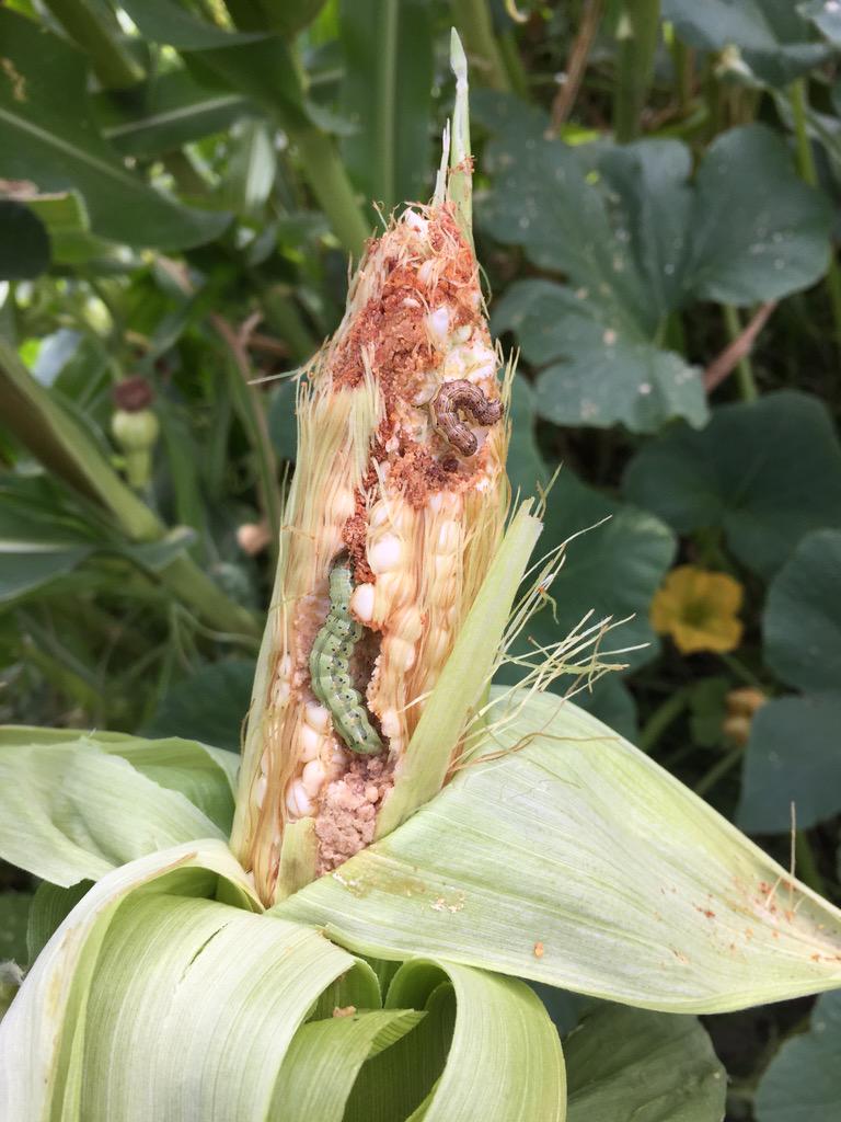 Here people, this is your organic, non-GE, pesticide free corn. Enjoy. Would you like salt?