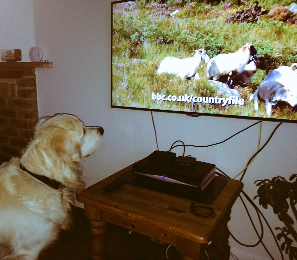 IAmClaireCooper's tweet photo. @BBCCountryfile Bailey Loves #OneManAndHisDog #countryfile http://t.co/9oBrJlw0L2