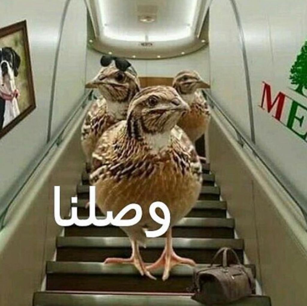 almtiri2020's tweet photo. http://t.co/6KbZBeOHI0