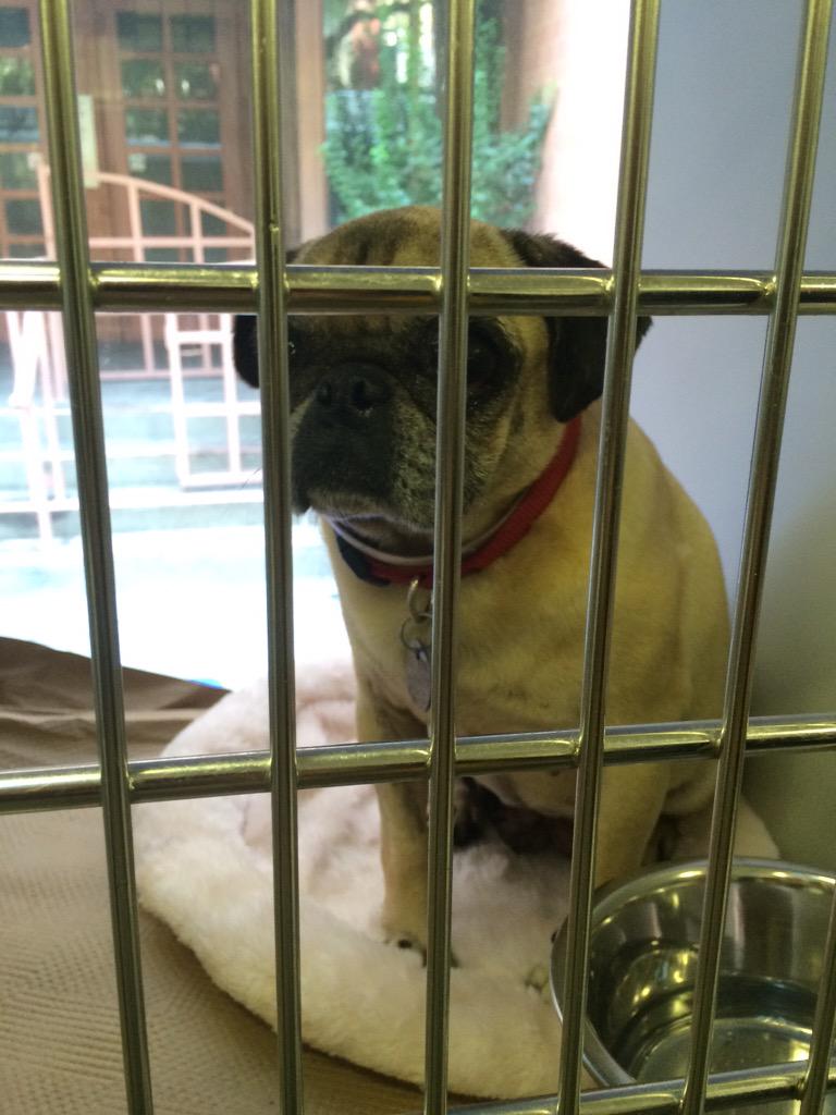 Sweet pug available for adoption from <a href="/AnimalLeague/">North Shore Animal League America</a>. She's on 50th street in Hells Kitchen today in the NSAL truck.