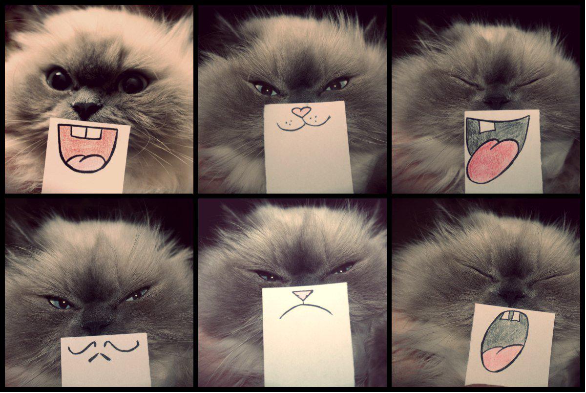 Funny Animal Pics (@FunnyPets_) / Twitter Funny Animal Pics (@FunnyPets_) / Twitter