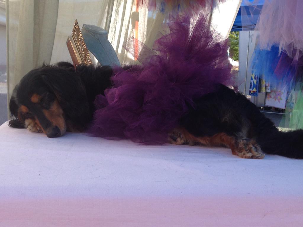 traceYevidence's tweet photo. It's been a long day for @AidaraRose Polly, @WhimsyandFluff 's mascot. http://t.co/qhW3MkrCqe