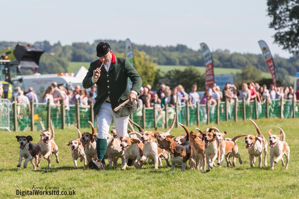 Gsxr1000UKKO's tweet photo. Braes of Derwent and Weadale Beagles @CAupdates @CAjilly @keephunting_
#hunting #hounds #bdh #ryanmania #beagles http://t.co/HoBuVVzNuV