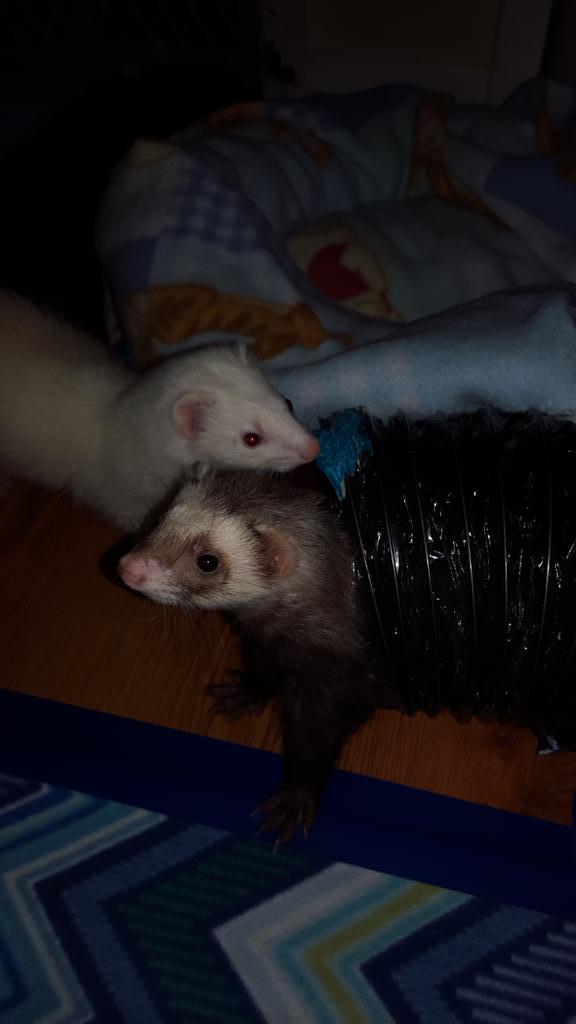 cherylpoestone's tweet image. @LeighButler3 wez missed u too!! *Ivy &amp;amp; Marco sooo happy *