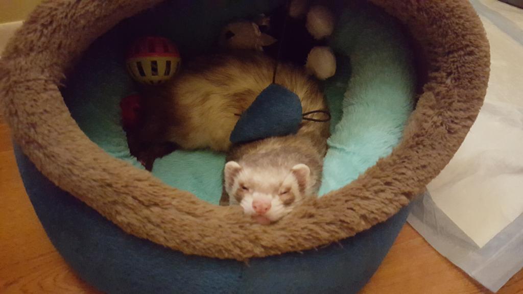 cherylpoestone's tweet image. @LeighButler3 youz soo sweet! Benny in dweamz😴