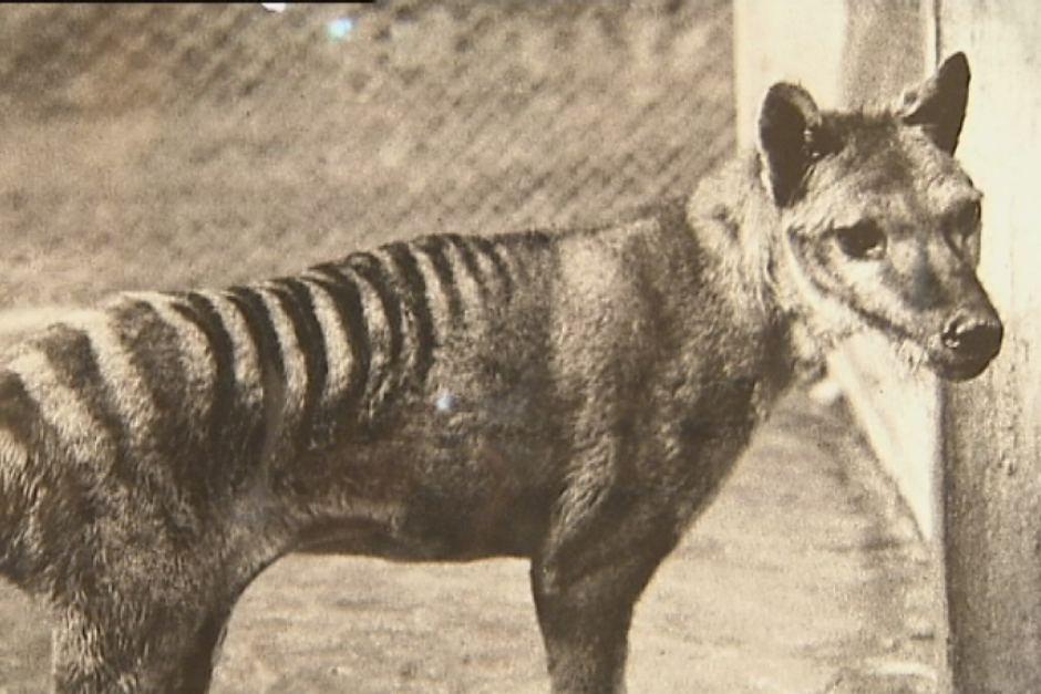 Aelroy's tweet photo. RT @GilliLou "Today is National Threatened Species Day. #NoMoreExtinctions http://t.co/rcfJ4j3uqT"