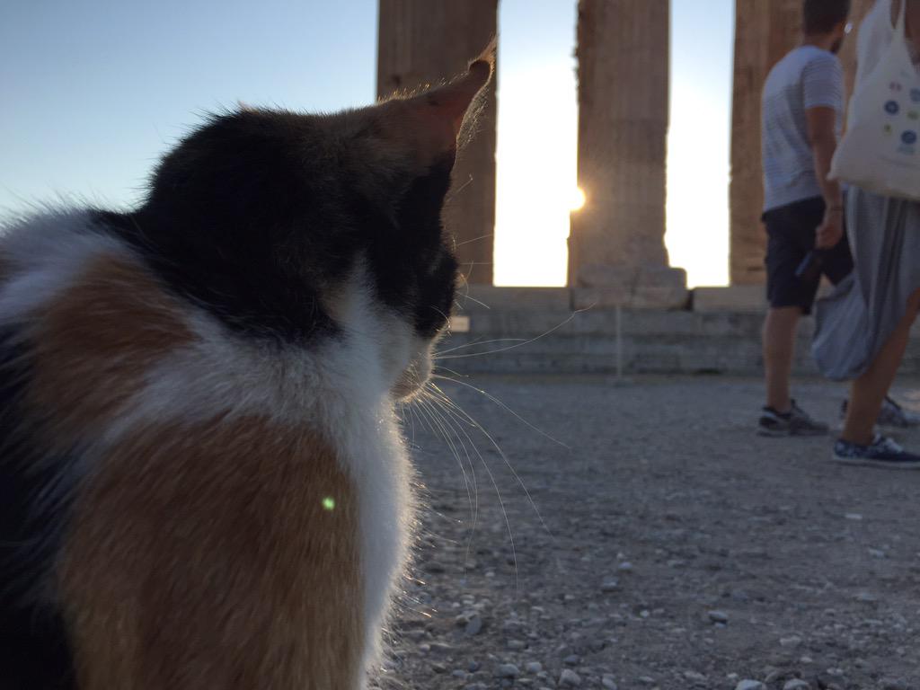 viajerominion's tweet photo. Me encontré un amigo en Atenas http://t.co/qXYrvyAAq1