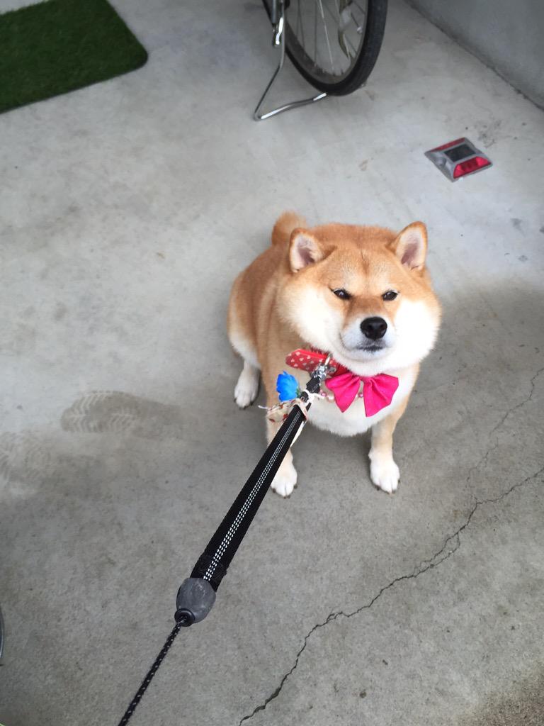 行くのイヤ 帰るのイヤ と歩くのを全力で拒否する柴犬ハナちゃんの天使すぎるイヤイヤ顔まとめ Togetter