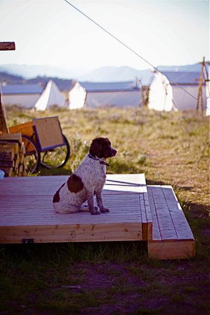 BringFido's tweet photo. If ruffin' it isn't your style, check out #Moab, #Yellowstone, or Glacier @_UnderCanvas! 
http://t.co/pSoaLjQzVs http://t.co/cI6jgkmKLE