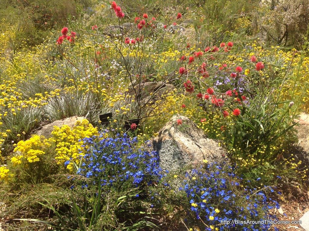 WestAustralia's tweet photo. ❤ spring! RT @bliss_corner: Just a regular day at Kings Park #perth #ppcomp @tweetperth #thisiswa @ExperiencePerth http://t.co/PKLCwW1Xhc