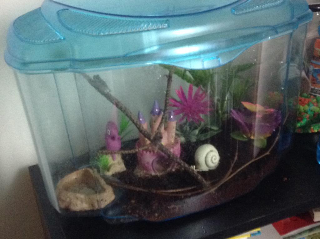MccleanMadison's tweet image. I love my frogies!!! #frogs