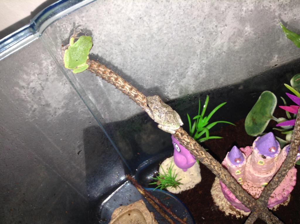 MccleanMadison's tweet image. I love my frogies!!! #frogs