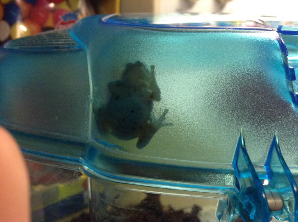 MccleanMadison's tweet image. I love my frogies!!! #frogs
