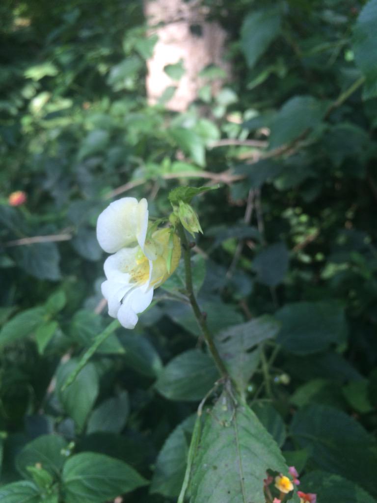 tiwari_ojaswi's tweet photo. #wildlife #kainchidham #jungle #awesumweather #trekking http://t.co/OHbBBH6toE