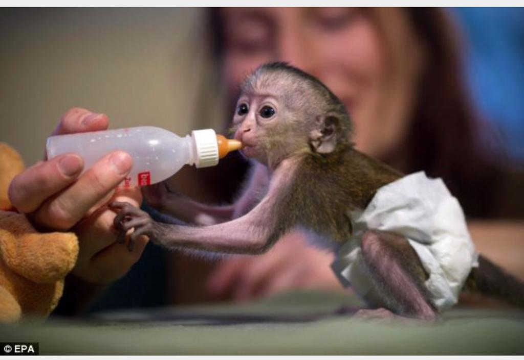 обезьянка в квартире. карликовая обезьяна капуцин. завести обезьянку дома. завести обезьянку дома. завести обезьянку дома.