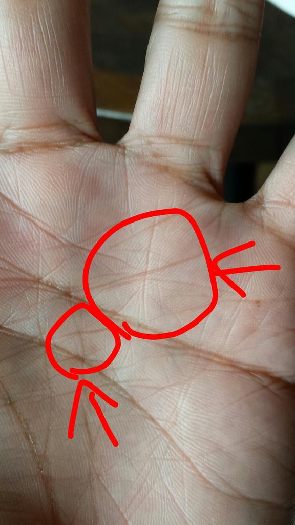 ハマカーン神田 今日のバイキングで島田さんに 宝くじ運があると言ってもらえた手相 スター線と神秘十字線 て言うんですって なんか嬉しい O Http T Co Uja3kpj0hz Twitter