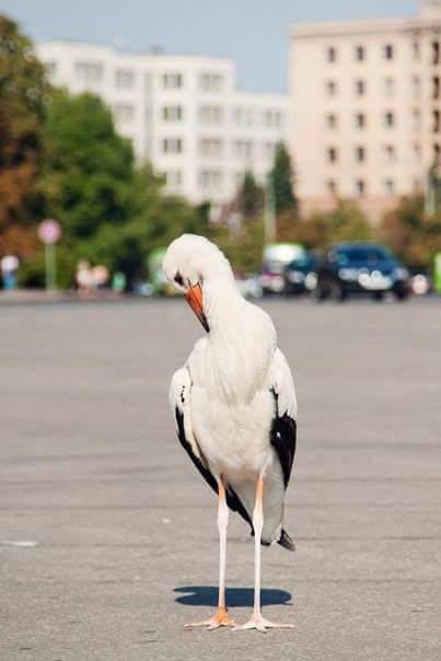 Суд над Кернесом перенесли на 14 сентября - Цензор.НЕТ 77