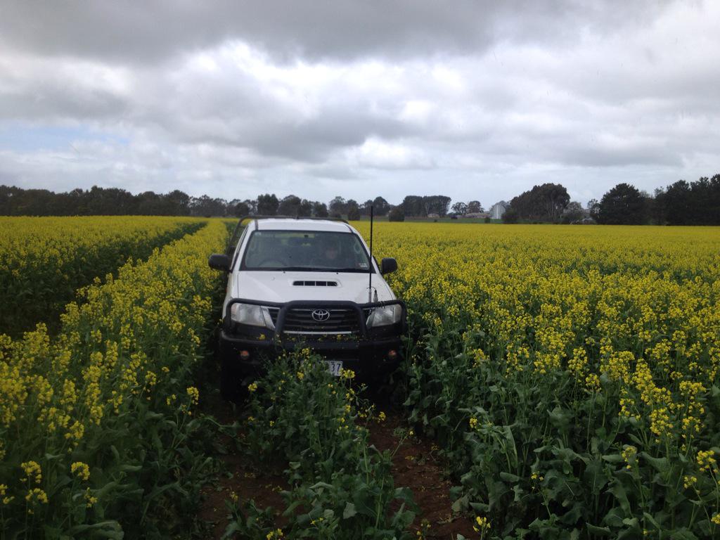 drum_craig's tweet image. Wahoo sown early looks great #paddockpride