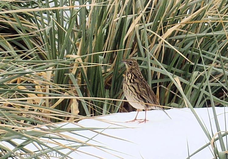 GovSGSSI's tweet photo. #Endemic #SouthGeorgia pipits are pouring back this spring following the @SGHTcharitysite rodent #erradication http://t.co/3iDHqisODn