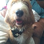 Photo by The Hound Report (@TheHoundReport)