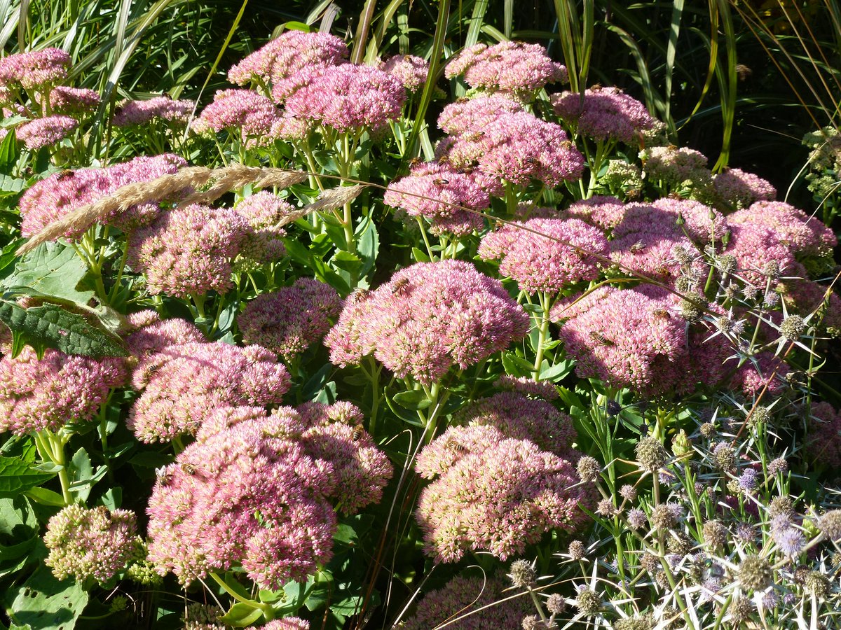 SueTaylor8's tweet photo. A lovely sunny moring and beautiful autumn flowers in the garden - the bees are loving them! #sedum #astors http://t.co/4NkXRH1Tff