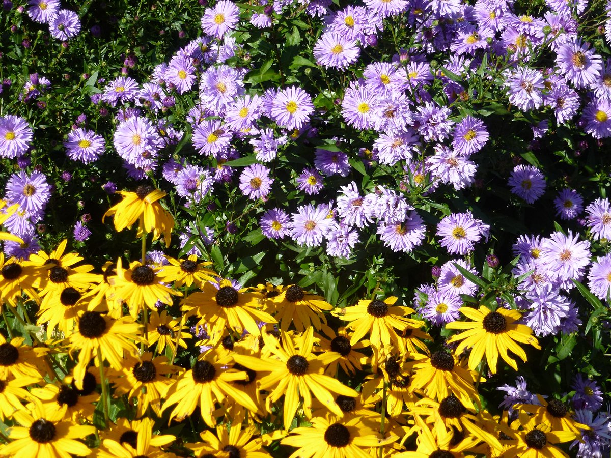 SueTaylor8's tweet photo. A lovely sunny moring and beautiful autumn flowers in the garden - the bees are loving them! #sedum #astors http://t.co/4NkXRH1Tff